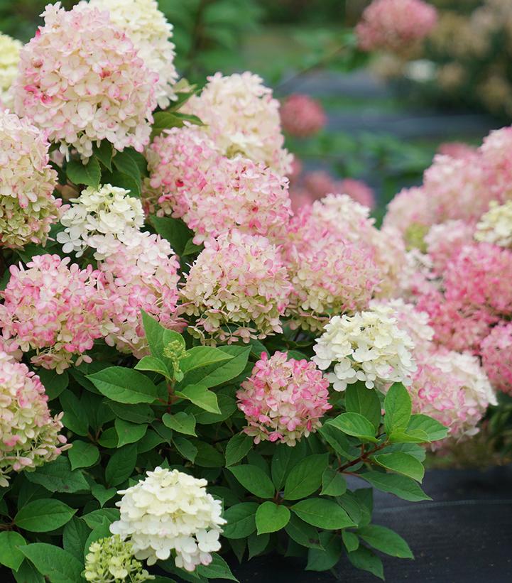 Hydrangea paniculata Fire Light Tidbit®