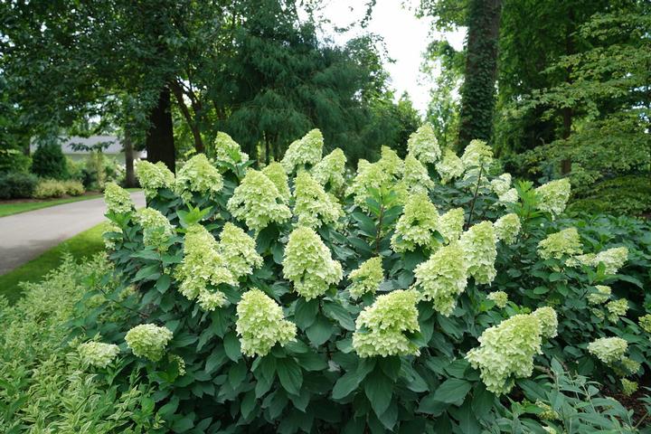 Hydrangea paniculata Limelight Prime®