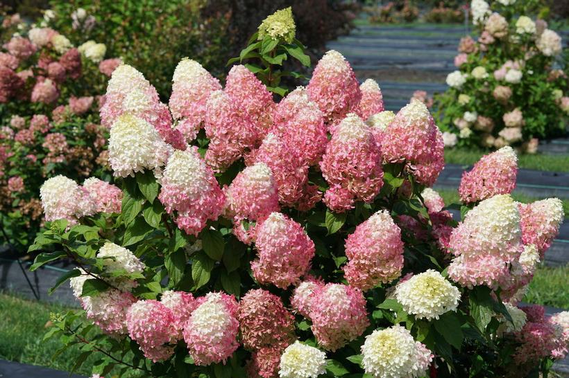 Hydrangea paniculata Quick Fire Fab®