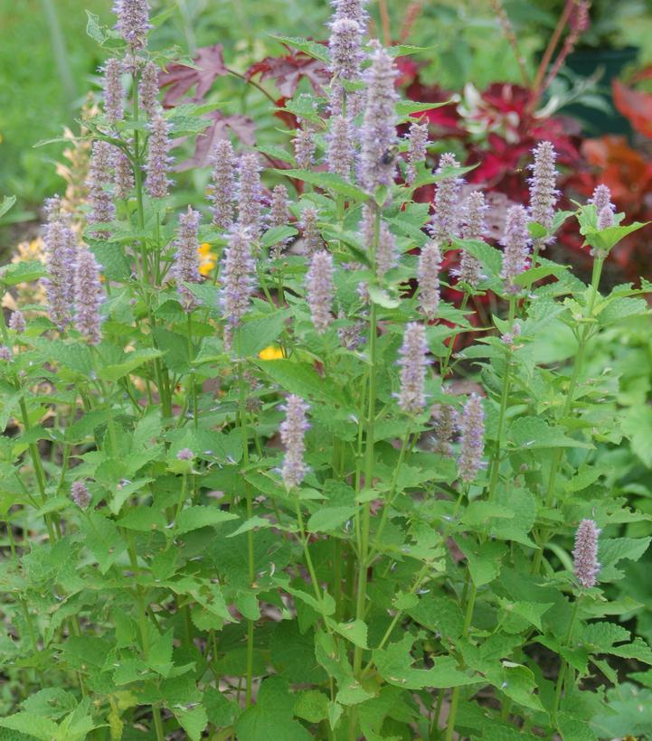 Agastache foeniculum 