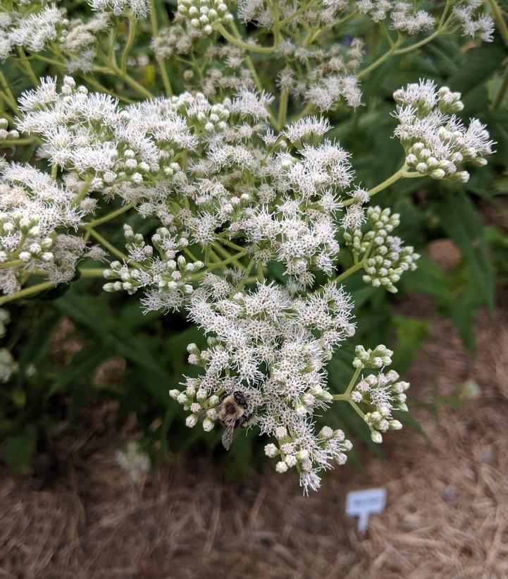 Eupatorium perfoliatum 