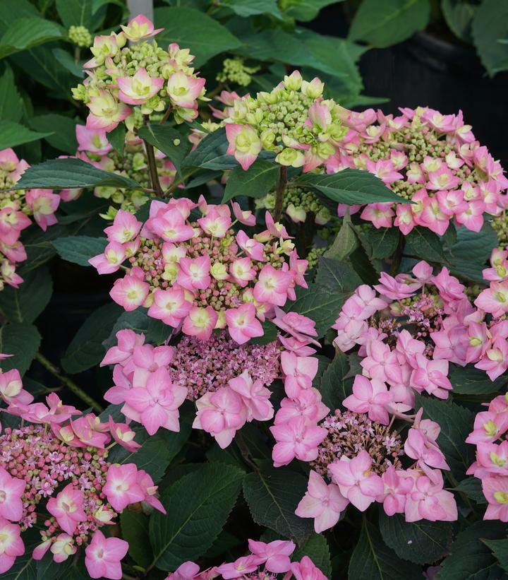 Hydrangea serrata Let's Dance Can Do!®