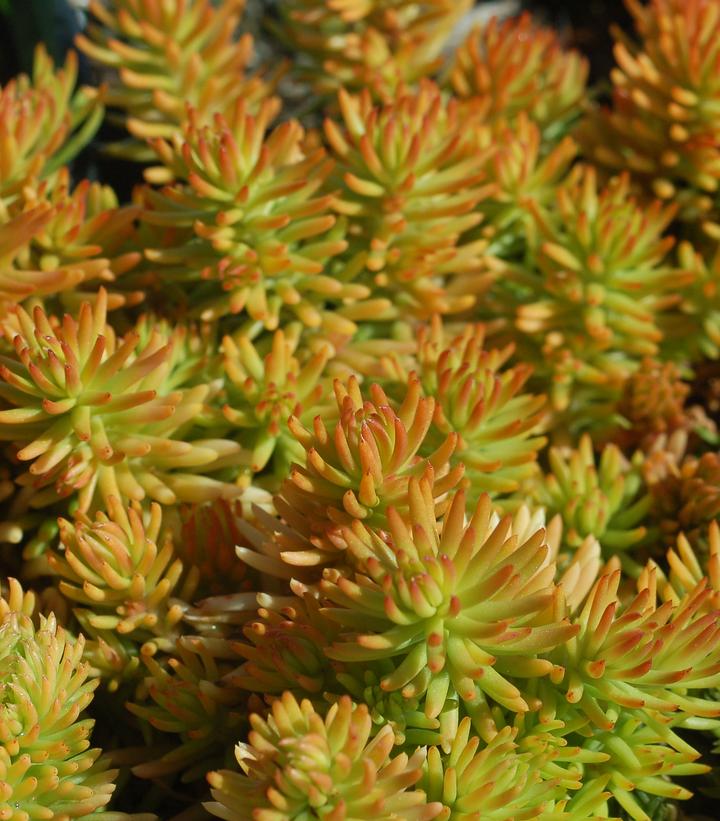 Sedum rupestre 'Prima Angelina'