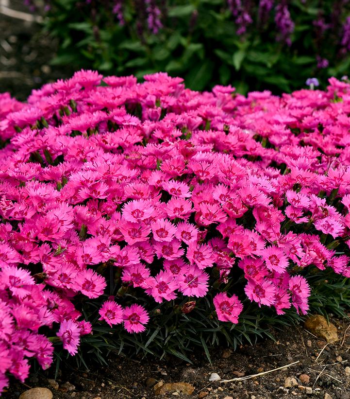 Dianthus x 'Paint the Town Fancy'
