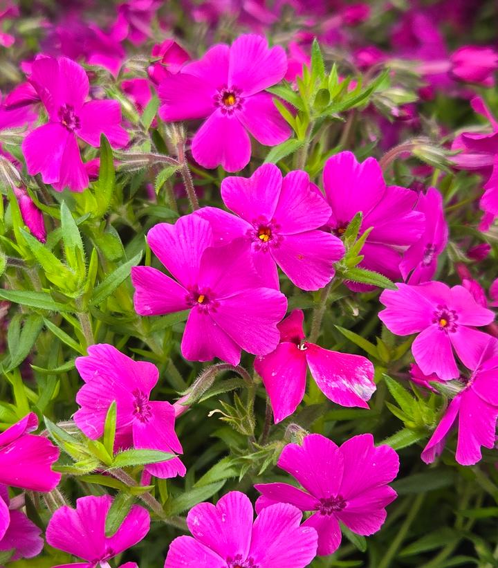 Phlox subulata Spring Hot Pink