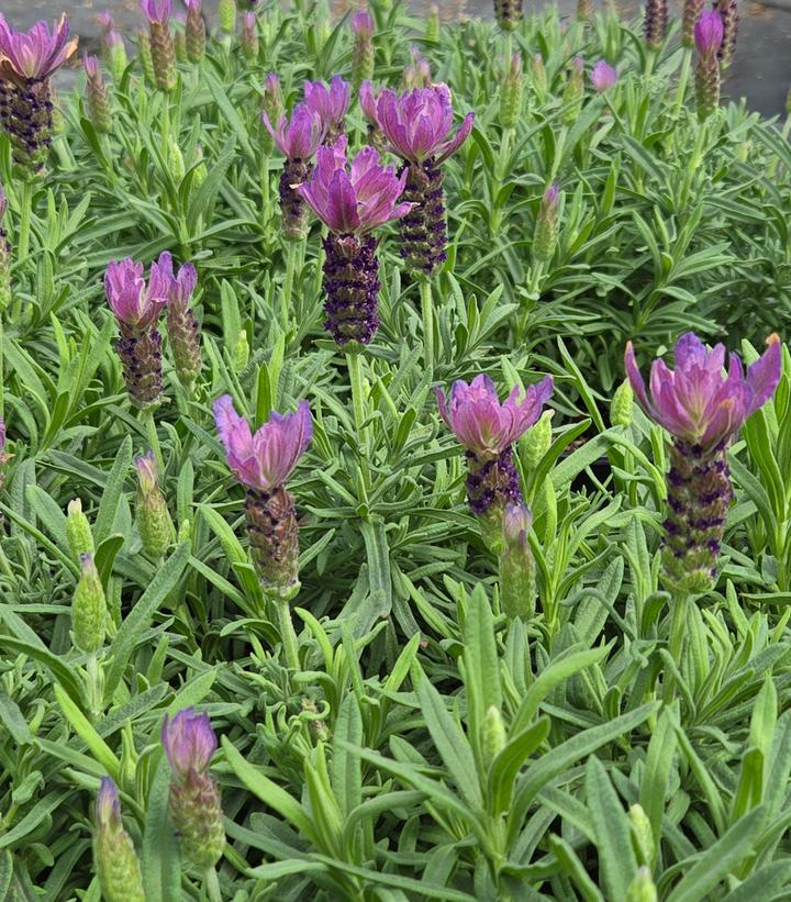 Lavandula stoechas 'Primavera'