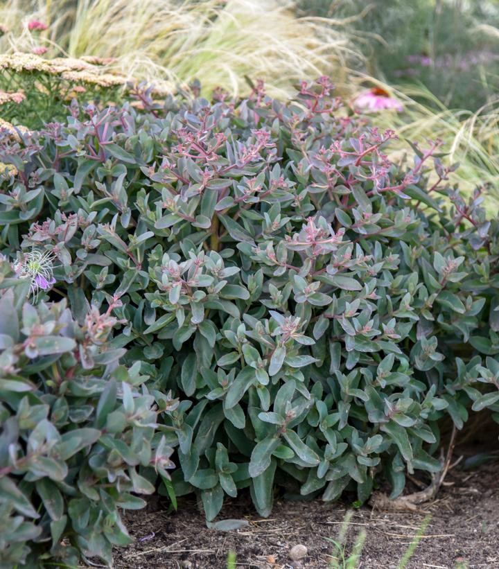 Sedum x Rock 'N Grow® 'Tiramisu'
