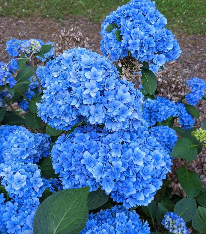 Hydrangea macrophylla Double Down®