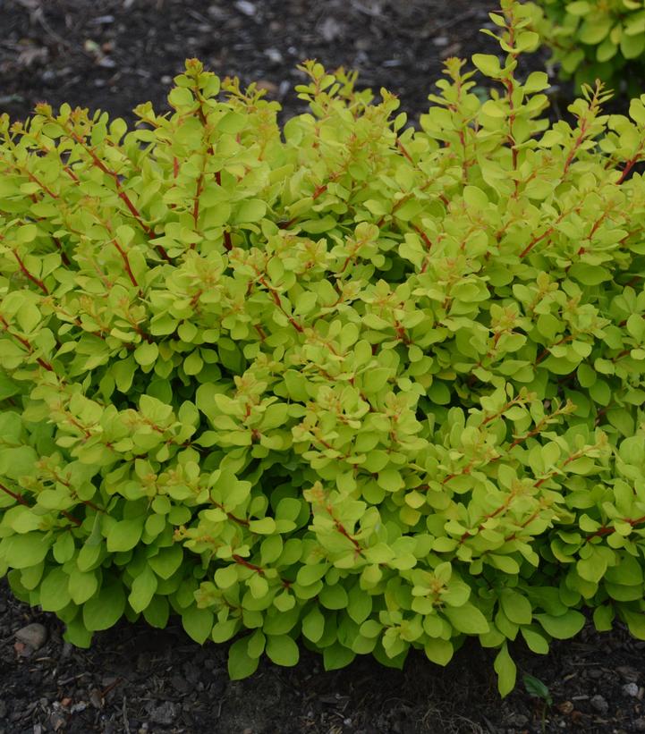 Berberis thunbergii WorryFree® Lemon Glow®