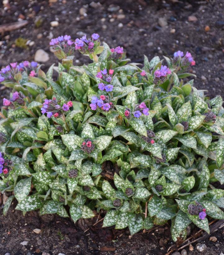 Pulmonaria hybrid 'Spot On'