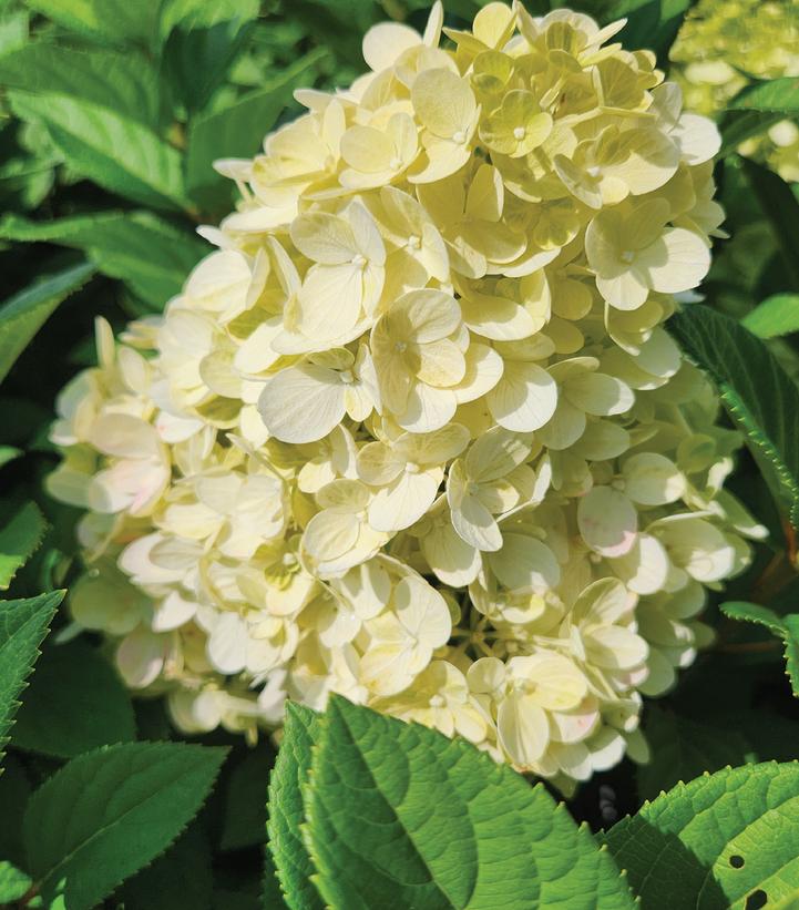 Hydrangea paniculata Little Lime Punch®