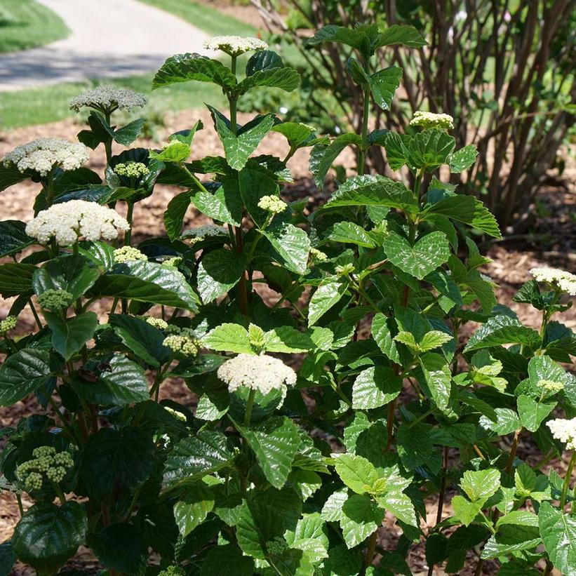 Viburnum dentatum var. deamii Glitters & Glows®