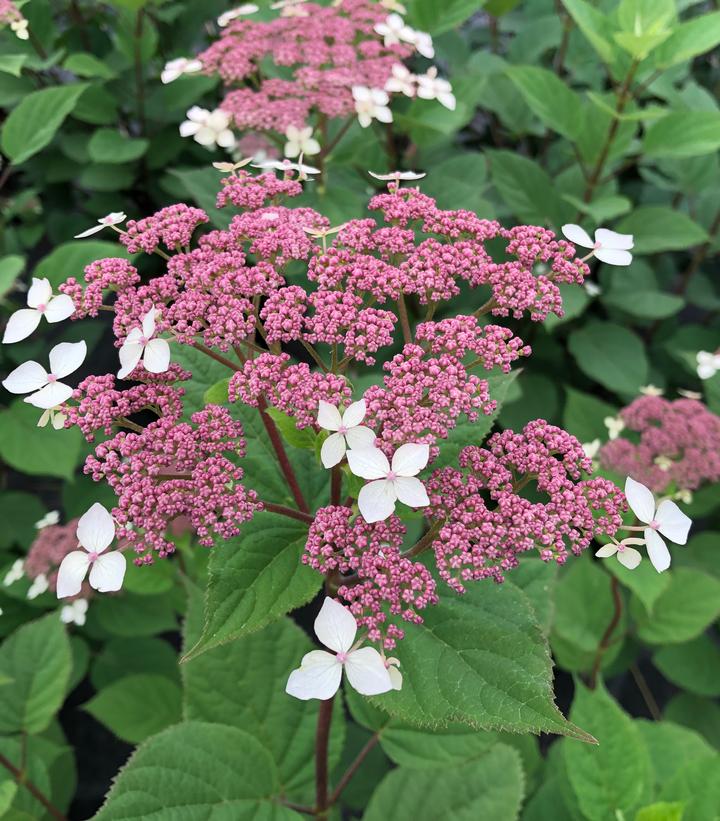 Hydrangea arborescens subsp. radiata Invincibelle Lace®