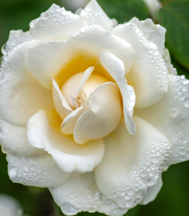 Rosa Cloud 10™
