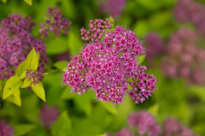 Spiraea japonica Little Spark®
