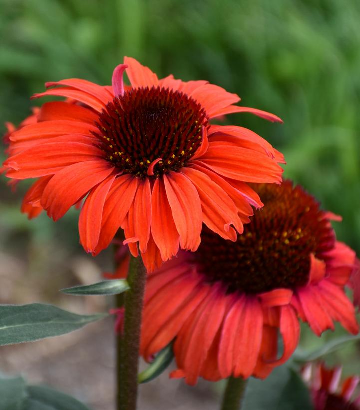 Echinacea purpurea Eye-Catcher™ Tanager
