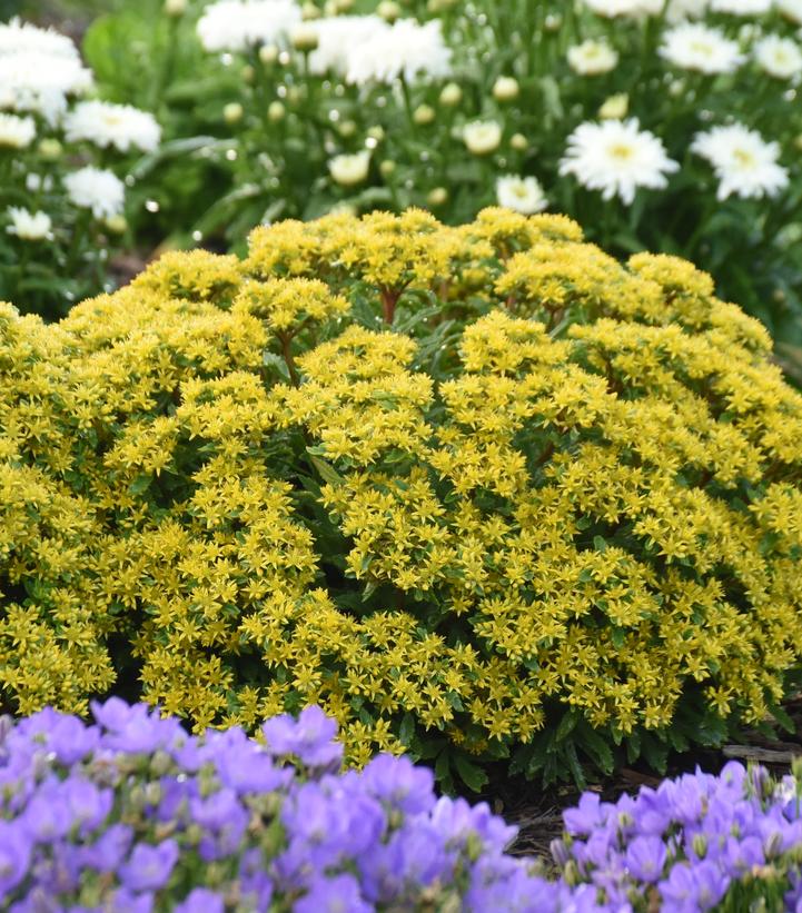 Sedum x Rock 'N Round™ 'Bright Idea'