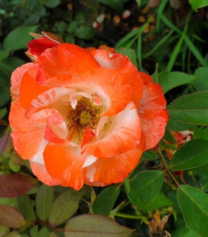 Rosa Color Splash™