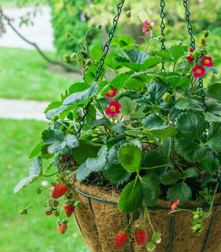 Fragaria ananassa Scarlet Belle™