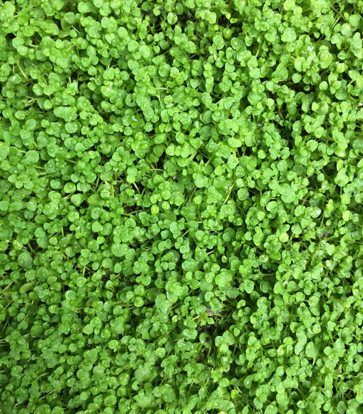 Mentha requienii 