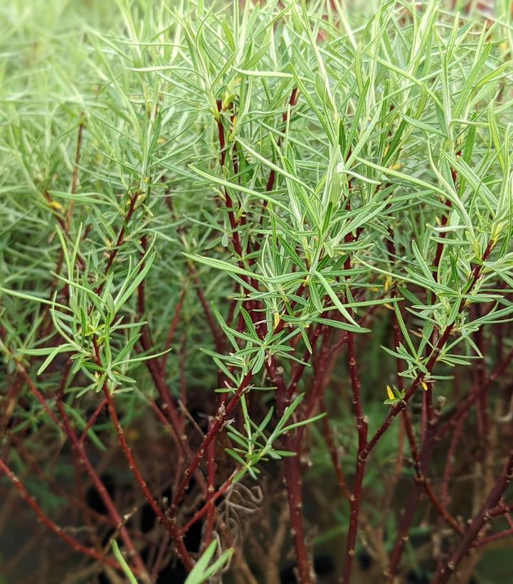 Salix eleagnos 