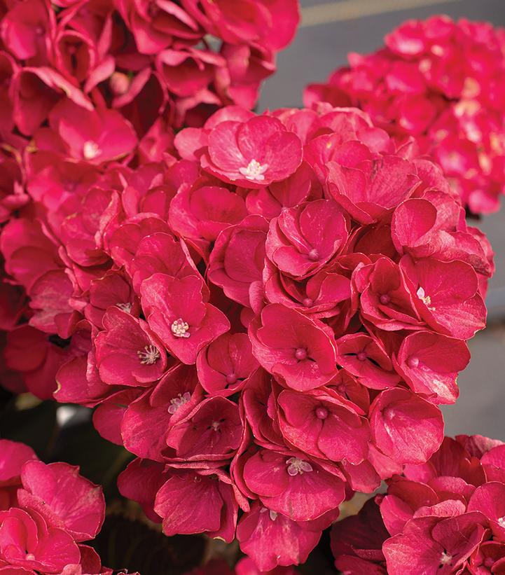 Hydrangea macrophylla Akadama™