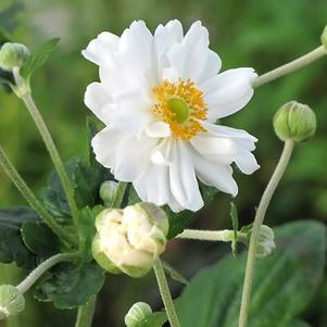 Anemone 'Whirlwind'