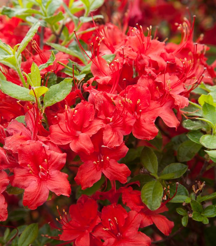Azalea x Electric Lights™ Red