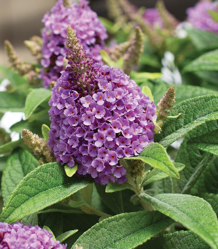 Buddleia davidii Dapper® 'Lavender'