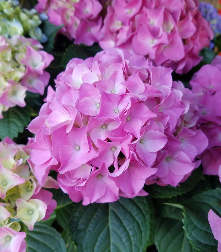 Hydrangea macrophylla 'Early Rosa'