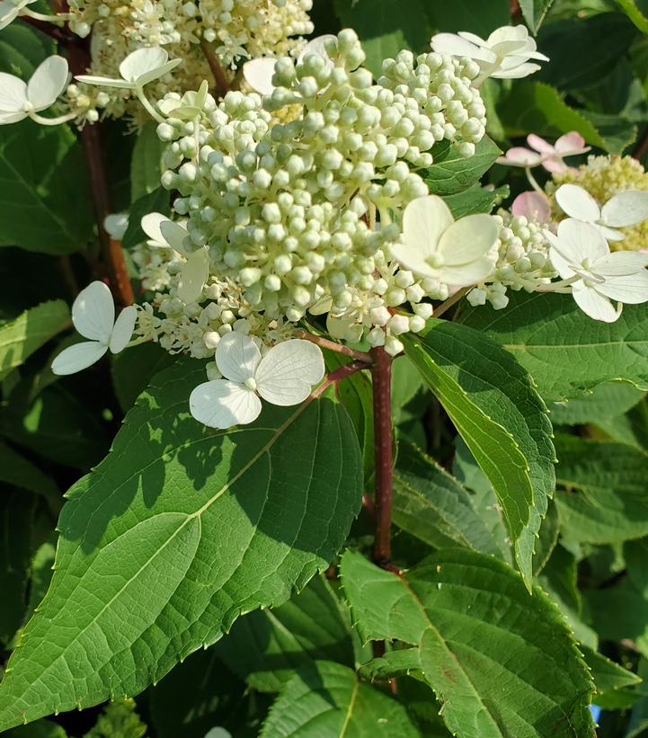 Hydrangea paniculata Torch™
