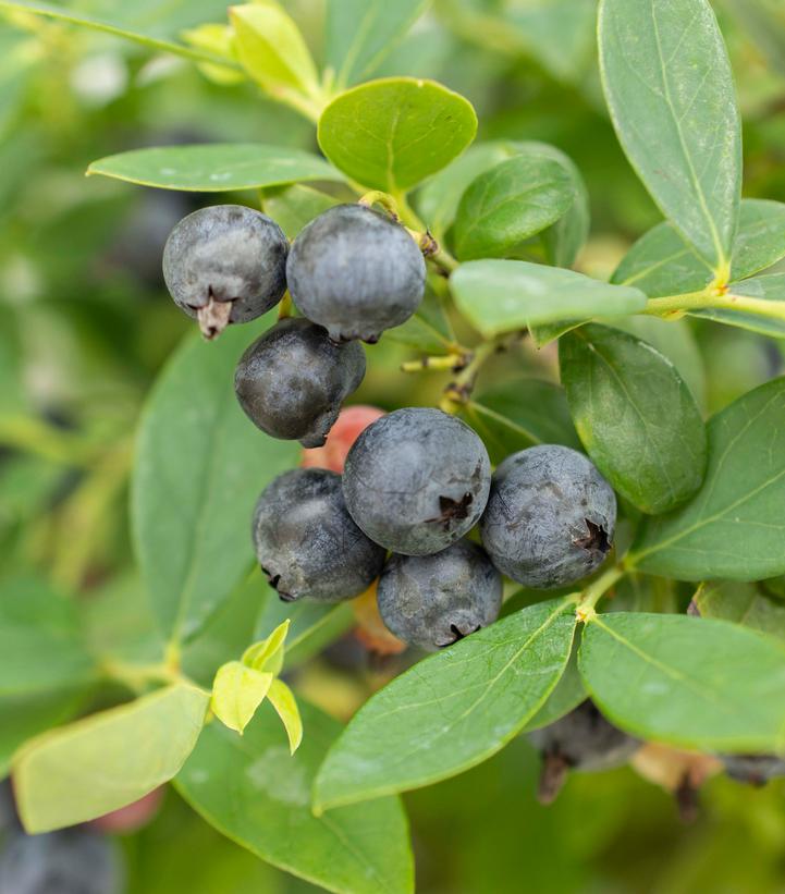 Vaccinium corymbosum hybrid 'Sapphire Cascade'