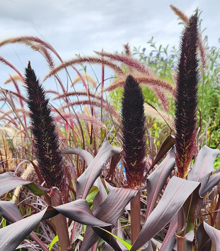 Pennisetum glaucum Purple Baron