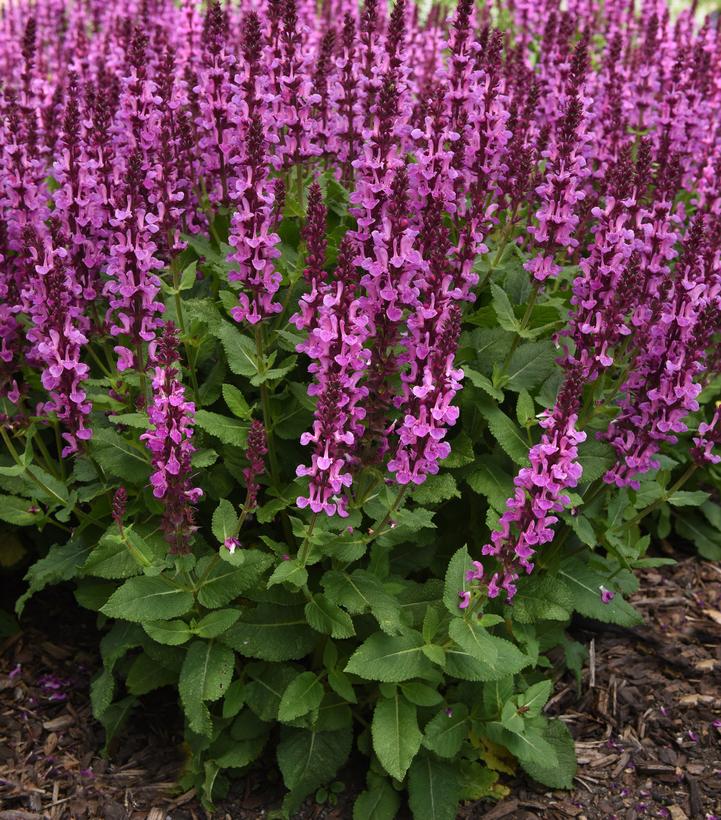 Salvia nemorosa ''Rose Marvel'' Rose Marvel Meadow Sage from Prides Corner  Farms