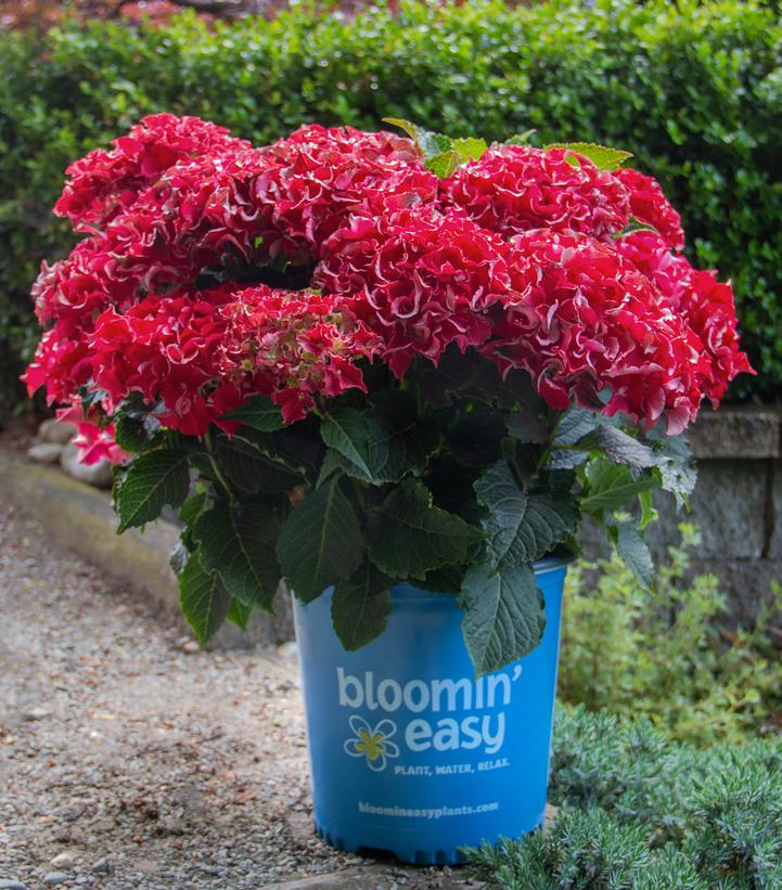 Hydrangea macrophylla Frill Ride®