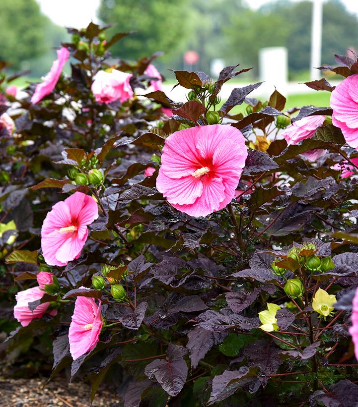 Hibiscus x Summerific® Edge of Night