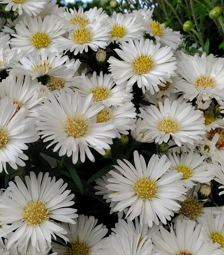 Aster novi-belgii Puff™ White