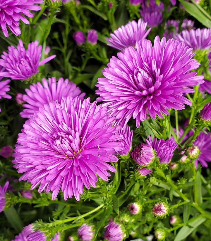 Aster novi-belgii 'Victoria Fanny'
