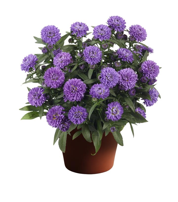 Aster novi-belgii Showmakers® 'Blue Bayou'