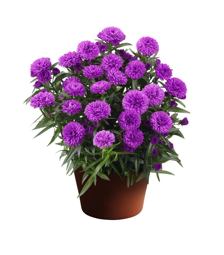 Aster novi-belgii Showmakers® 'Pretty Pink'