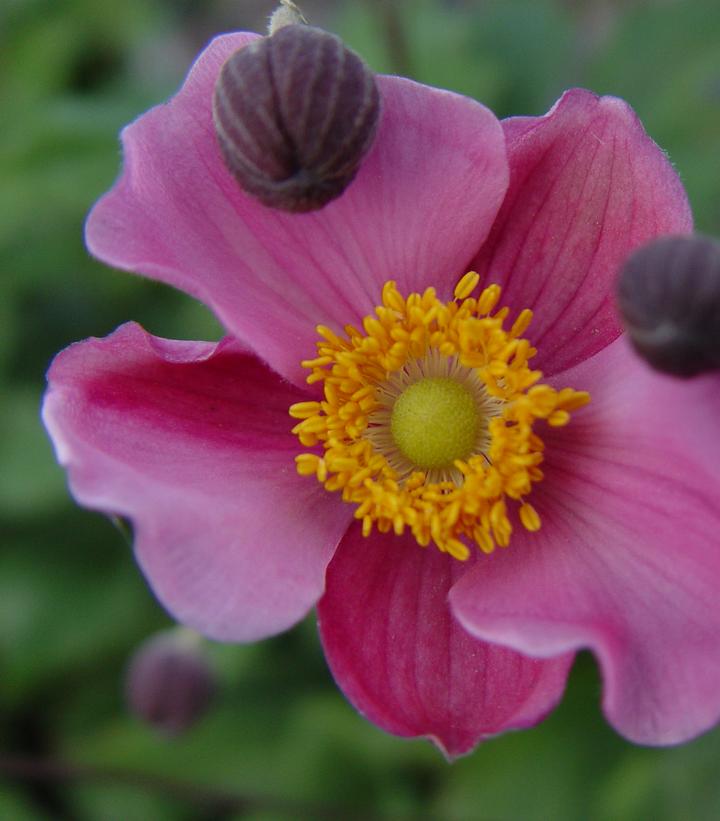 Anemone X 'September Charm'