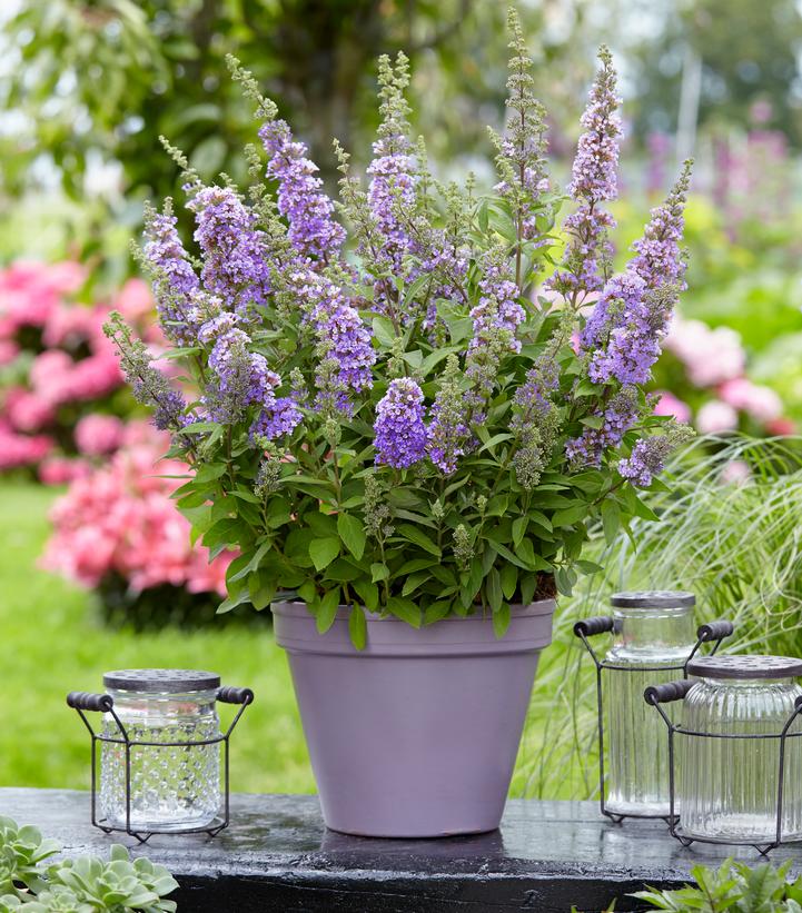Buddleia x 'High Five Purple'
