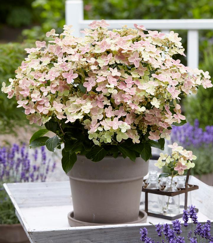 Hydrangea paniculata Early Evolution