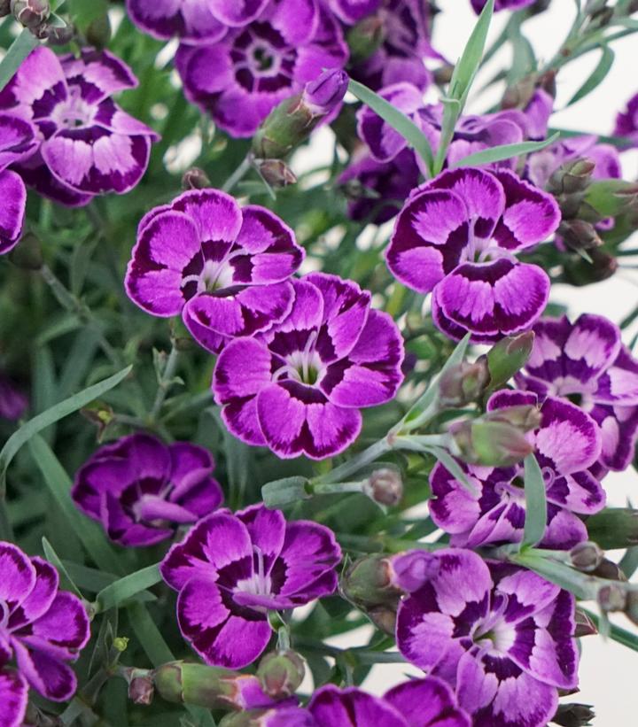 Dianthus x Everlast™ - Violet Blue