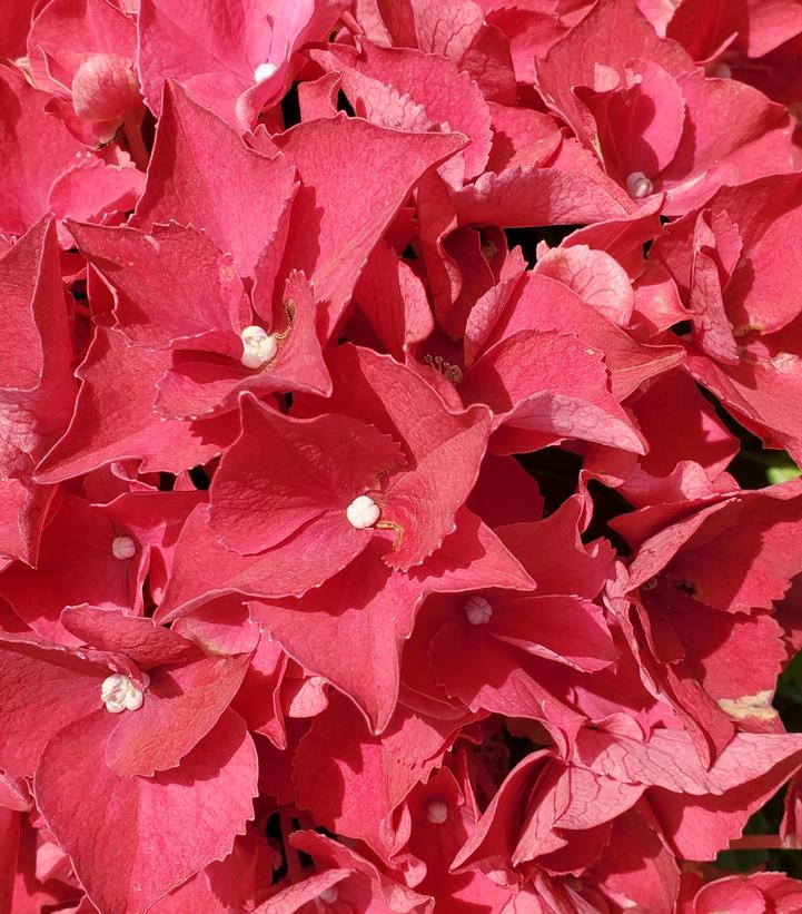 Hydrangea macrophylla HI™ Fire