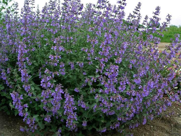 Nepeta x 'Six Hills Giant'