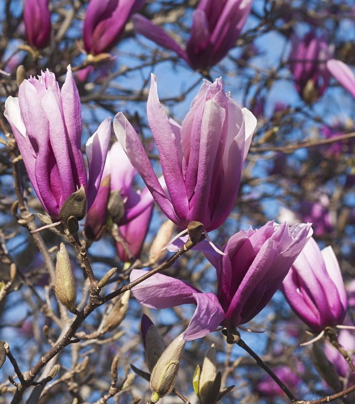 Magnolia liliflora 'Betty'