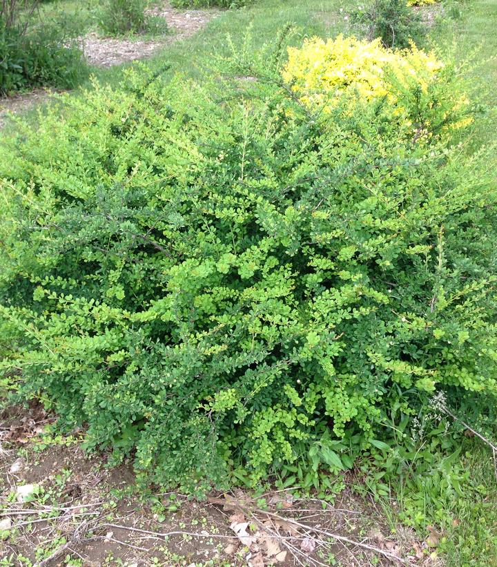 Berberis thunbergii WorryFree® Mr. Green Genes®