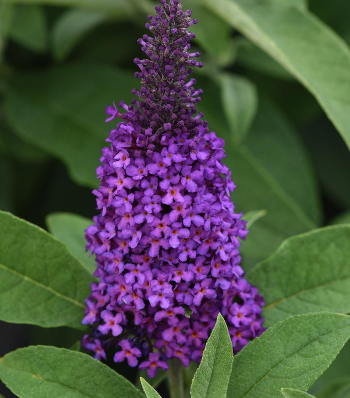 Buddleia Chrysalis™ Purple