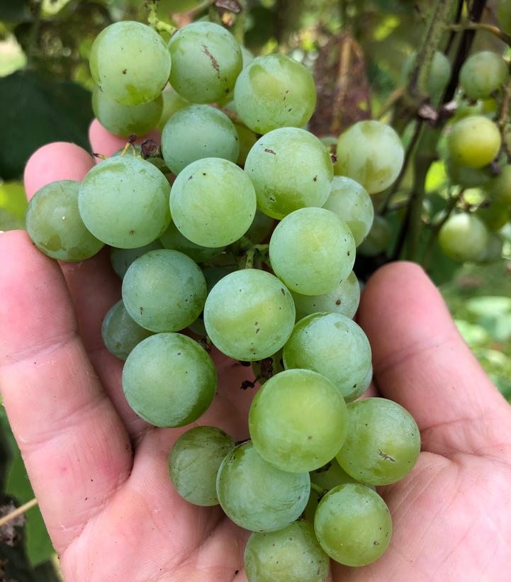 Vitis x 'Edelweiss'